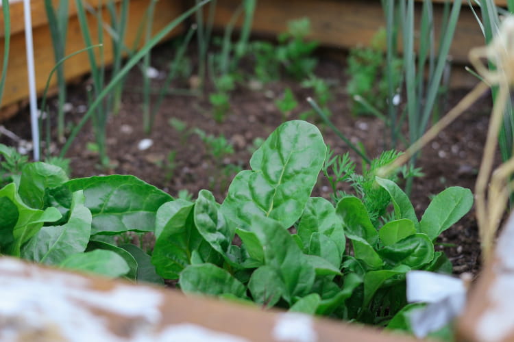 Huerta Agroecológica